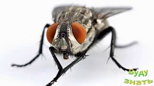 Почему МУХА гуляет по потолку, НЕ ПАДАЯ?