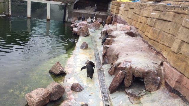 Дания Копенгаген зоопарк пингвины смотреть онлайн