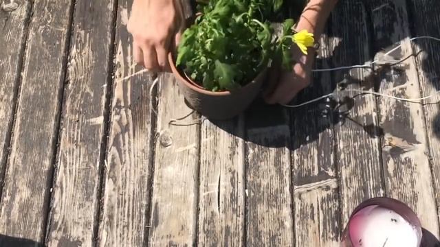 Кашпо за 10 секунд! как быстро подвесить горшок! Семейные посиделки смотреть онлайн