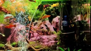 Гуппи, аквариум, моллинезии, пецилии, меченосцы