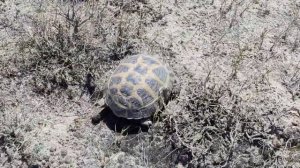 Черепаха в пустыне Казалинского района