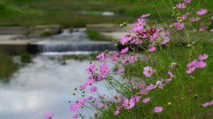 Притча Почему нам не везет в любви | Притчи со смыслом | Мудрые притчи
