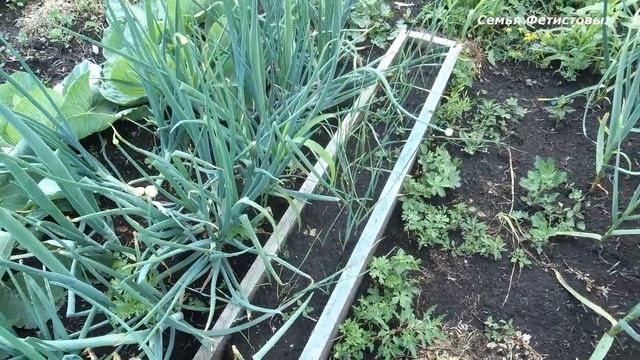 Наш ленивый огород. Как можно использовать пригон// Семья Фетистовых смотреть онлайн