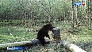 На Смоленщине медведи вышли из зимней спячки