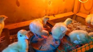 ФАНТАСТИЧЕСКИЕ ДОСТИЖЕНИЯ, ПОСЛЕ ЭТОГО ! Моноспорин. пролам, бацелл-м и славный корм,