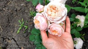 ЦВЕТУЩИЕ РОЗЫ ? Eden Rose - Пьер де Ронсар / Буке Парфэ / Элоди Госсюэн/Шарль де Нерво Салма эс Сед