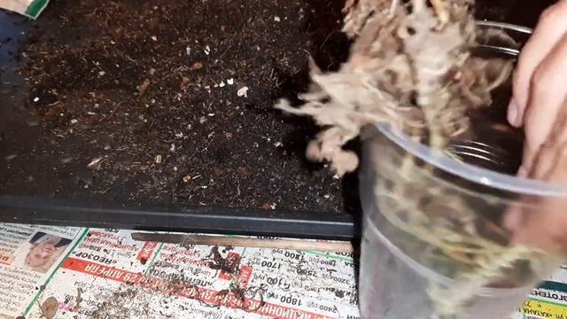 Моя КОЛЛЕКЦИЯ СИНГОНИУМОВ #ОБЗОР и ?Большая ПЕРЕСАДКА Часть1 #комнатные_цветы смотреть онлайн