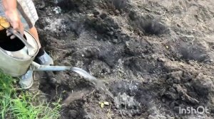 ПРАВИЛЬНО сажаем позднюю капусту.