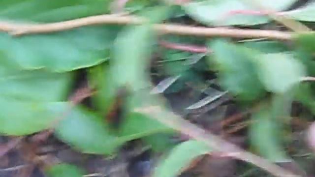 Укладываем актинидию для укрытия смотреть онлайн