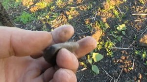 В поиске СКИФОВ и СТАРИНЫ" Нашли НОВОЕ ПОСЕЛЕНИЕ!!! Кладоискатели - Украина! Коп 2020.