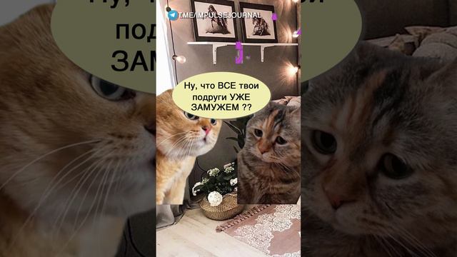 Тебе уже за 30 #мыкотики #вмем #разговор #анекдот #шутки #кот #юмор #смешное #прикольно #мемы #cat