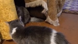 Коты ругаются. Кошка задира. Коты и дача./Cats fighting