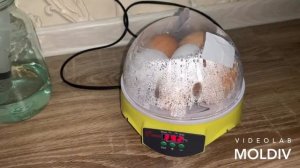 Мини инкубатор на 7 яиц с алиэкспресс. Попытка 2