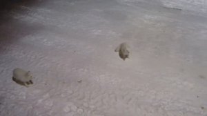 ПОЛНЫЙ ПЕСЕЦ... ТОЧНЕЕ ПЕСЦЫ.