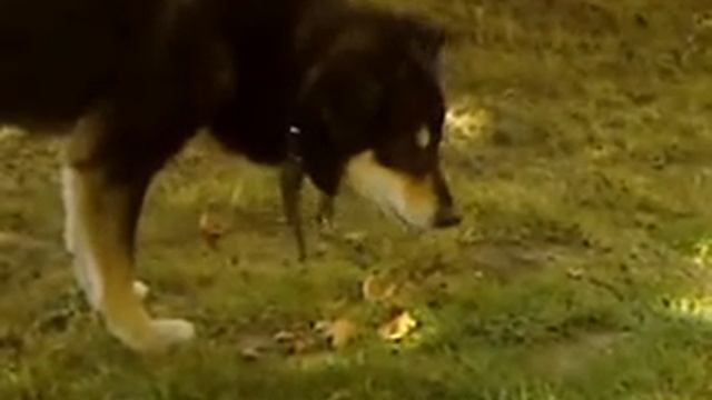 прикол смотреть всем собака кушает грецкие орехи смотреть онлайн