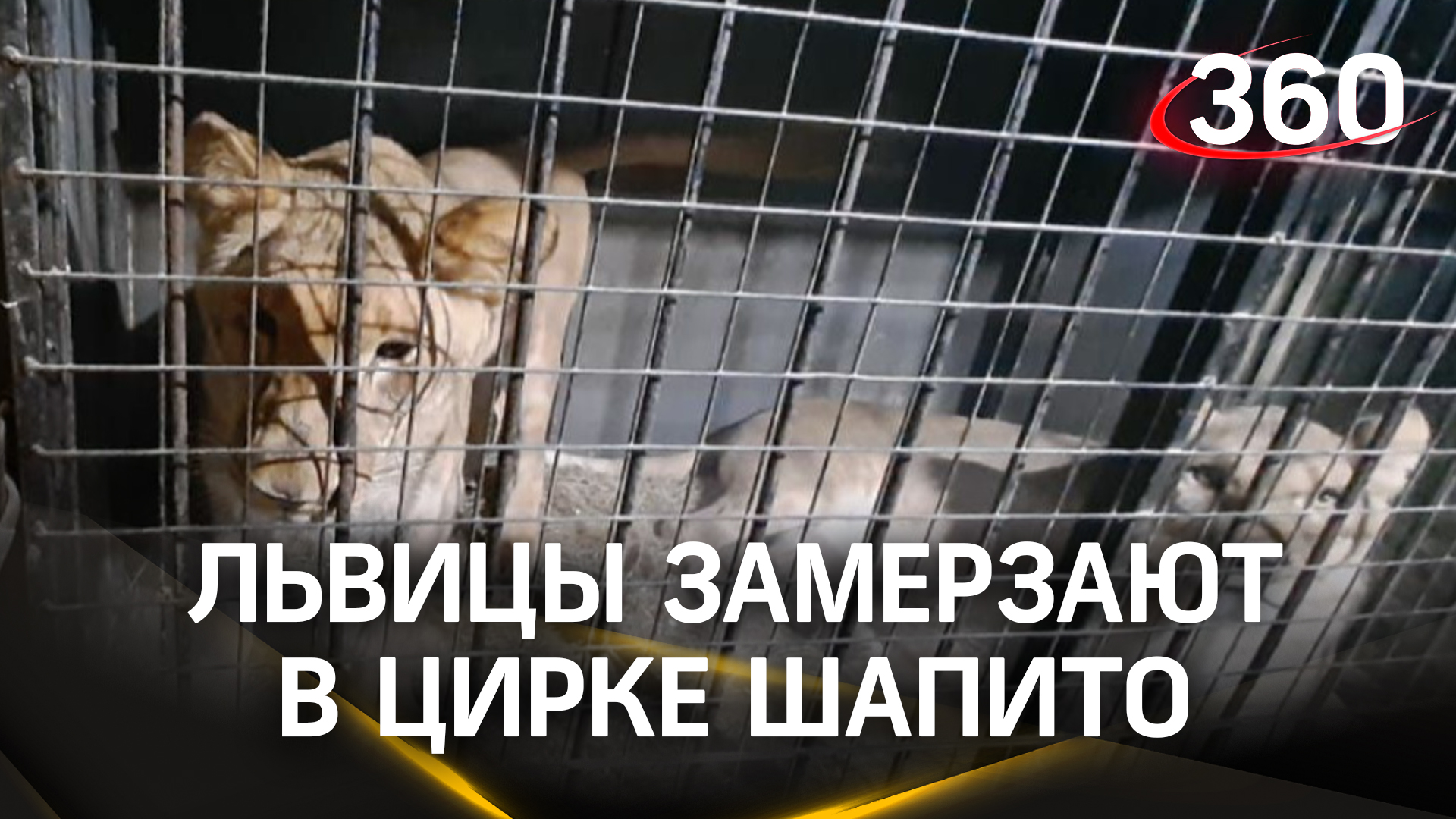 Львицы замерзают в фургоне челябинского цирка-шапито в Копейске