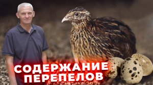 Как содержать перепелов? Выращивание перепелов. Особенности кормления перепелов. Перепелиная ферма