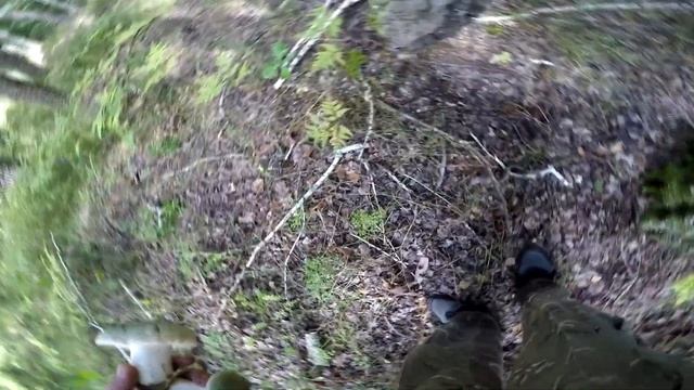 Зеленоватая сыроежка( Rússula viréscens), моховики, белый. смотреть онлайн