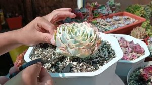 Generosa suculenta E. LENORE DEAN #suculentas #echeveria #propagation