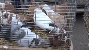 ярмарка голубей в Мичуринске 11.03.23