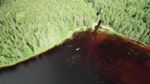 Вепсы. Древо Жизни. Кодозеро. Пяжозеро. Бабаевский район Вологодская область