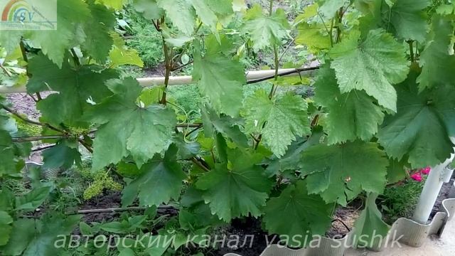 Прищипывать побеги винограда перед цветением или нет.Пасынки на винограде что делать?