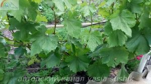 Прищипывать побеги винограда перед цветением или нет.Пасынки на винограде что делать?