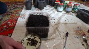 Высадка семян можжевельника и голубой ели.