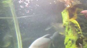 Океанариум и мини-зоопарк Ялты-Интурист. Масандровский парк часть 7