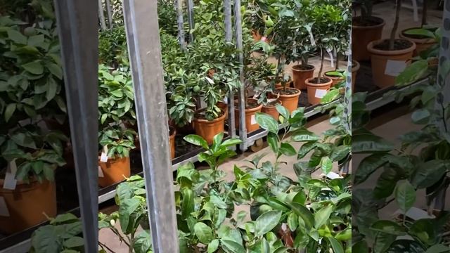 Кремний! Для чего он нужен? Немного об уходе за растениями. Анонс и наши задумки.. смотреть онлайн