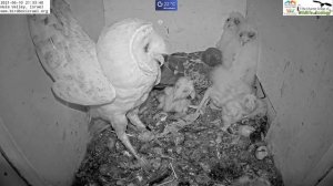 Barn owl Mom fights pigeon next to her 7 barn owl nestlings| Barn Owl Israel Cam 3| תנשמת |10.6.21