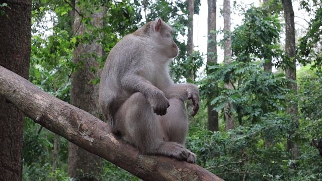 Wild Monkey Video 2023, Little Cute Monkey