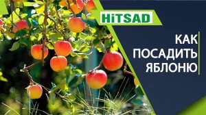 Сажаем яблоню правильно  Советы эксперта