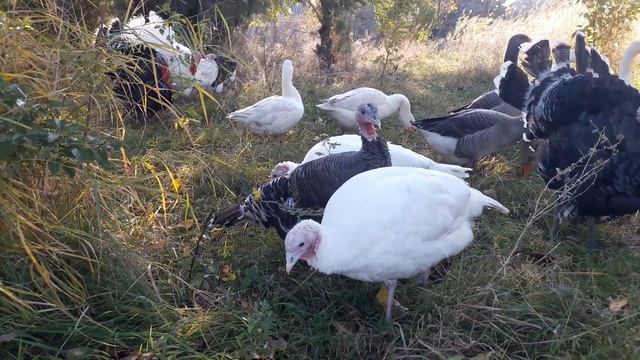 Меня Выгнали из Дома//Как испечь бюджетный пирог смотреть онлайн