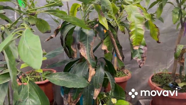 Теплиця для цитрусів та екзотів 🍋🍊🥭🍍🥑🍌в Україні, огляд у грудні 2022 р.