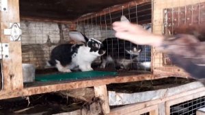 Сколько крольчих в день можно покрыть одним кролом.