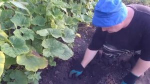 Картофель сорт беллароза