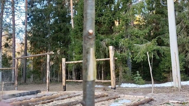 Прививка яблони на рябину, а на яблоню грушу.Жигулевская.Медовая.Кубанская комета. смотреть онлайн