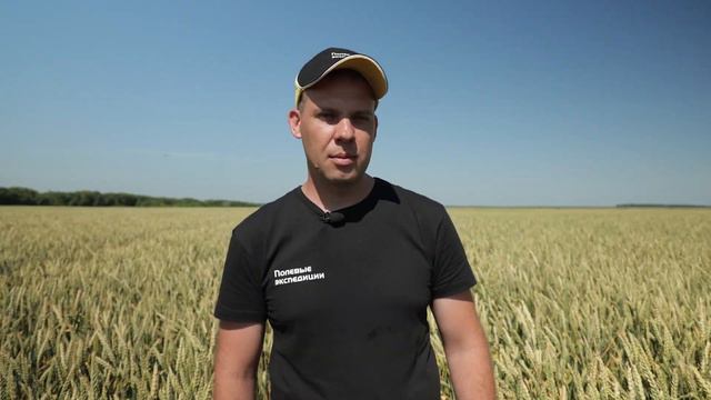 Репортаж с полей: учеты | Озимая пшеница | Саратовская область