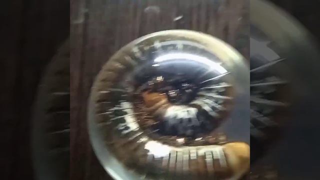 кивсяк (двупарноногая многоножка) [Spirobolus bungii] смотреть онлайн