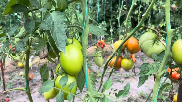 Отличные гибриды для зимней заготовки. смотреть онлайн