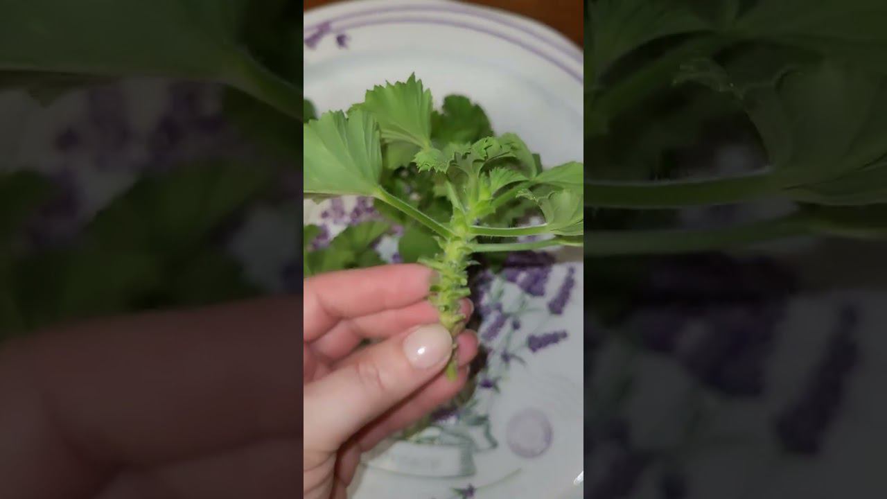 100% способ укоренения королевской пеларгонии смотреть онлайн