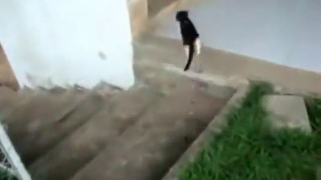 Кот поймал рыбу смотреть онлайн