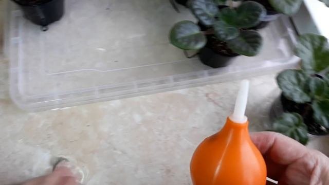 Когда! и как поливать фиалки? Новый важный совет!!!