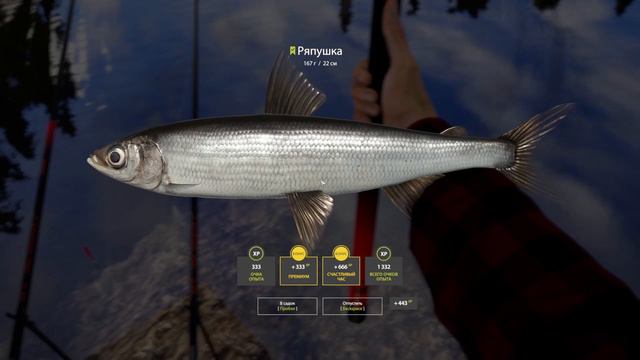 Сиг Лудога трофф оз Ладожское рр4 смотреть онлайн