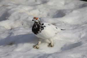 Возвращение утраченного