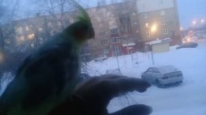 Выкормыш кореллы