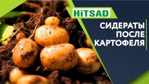 Какой СИДЕРАТ Посадить После Картофеля ✔️ Что посадить когда выкопали картошку ✔️