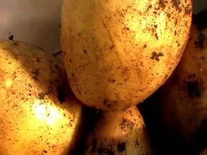 Идем копать картошку,посаженную 17 апреля.