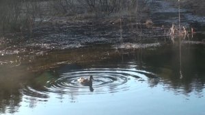 Кимры. Весна 2015. Подсадные утки Андрея Лохматова.